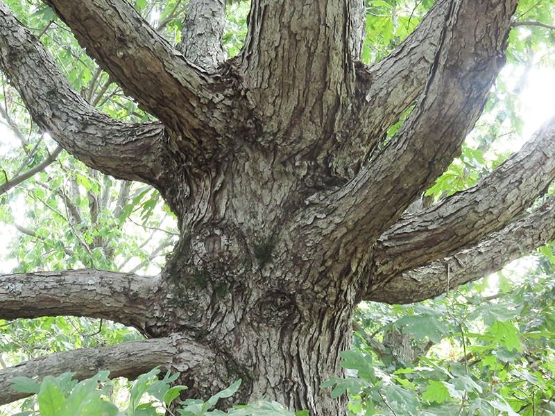 Dr. Doug McLaren: The Story That Trees Tell