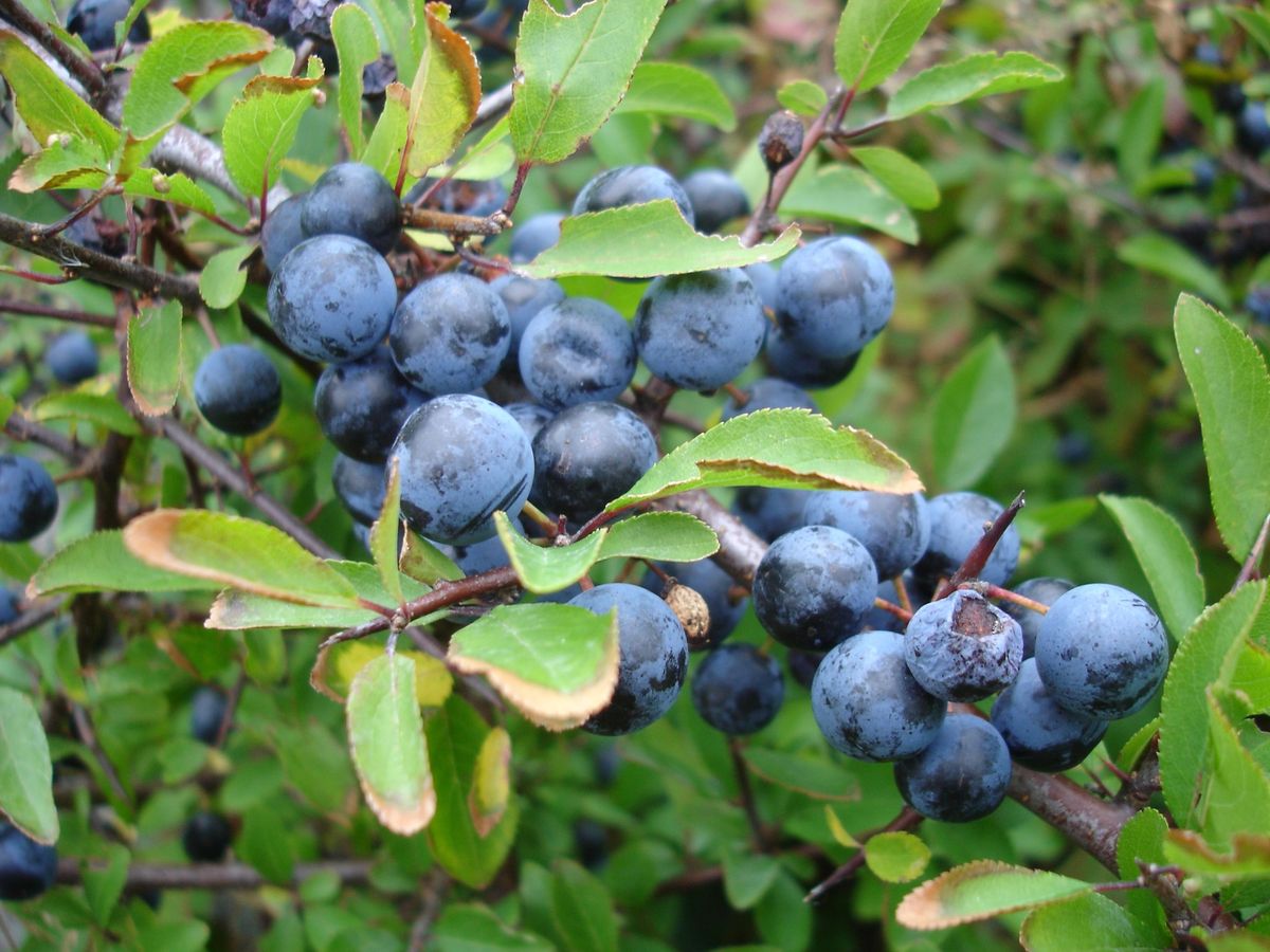 Sloe Gin Competition