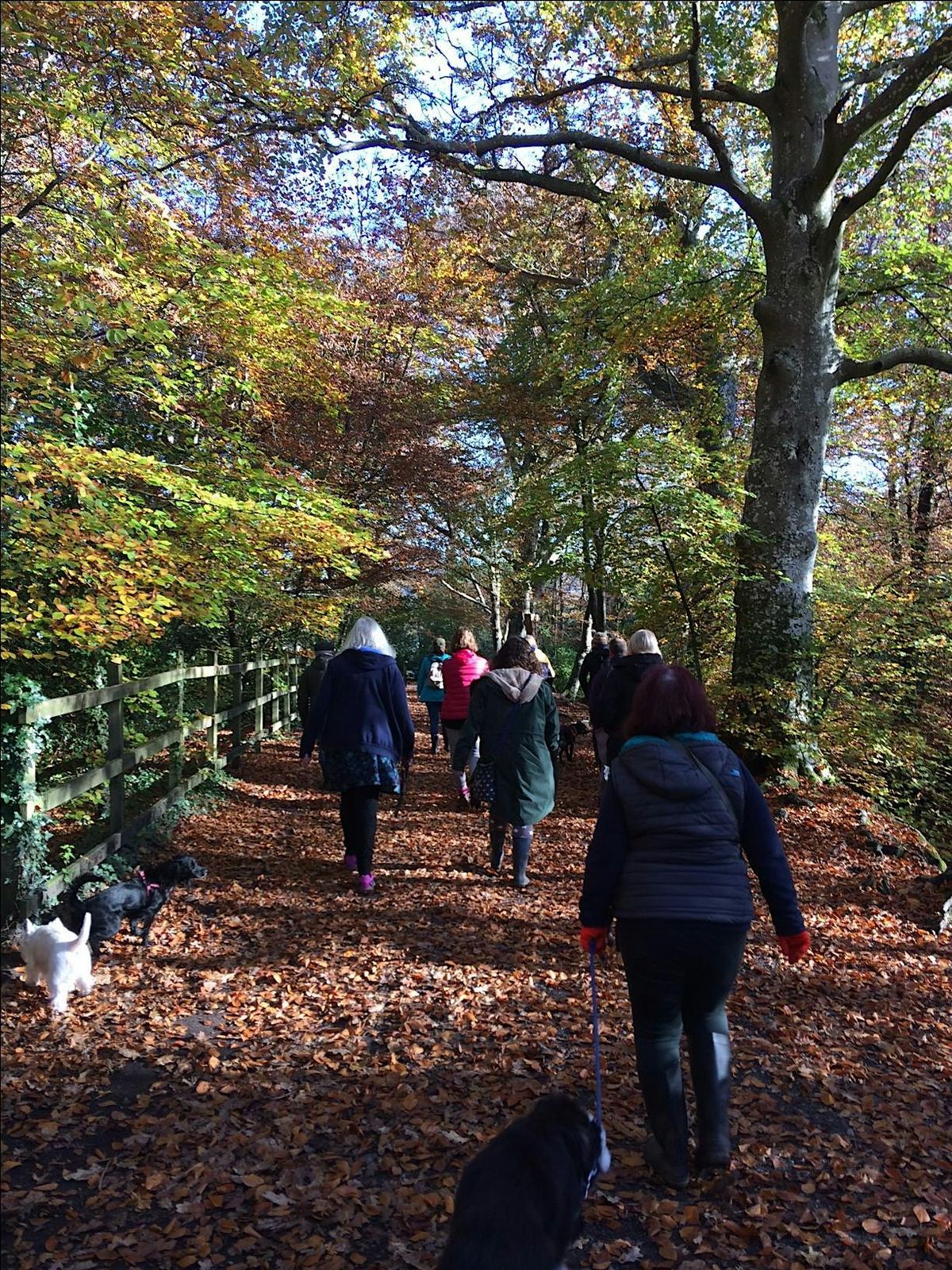 Waggy Walk at Decoy Country Park