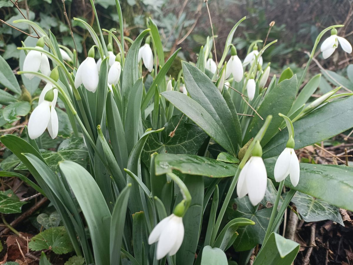 Peace in the Park  - Winter  Forest Bathing