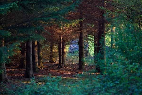 Mindfulness in Nature Day