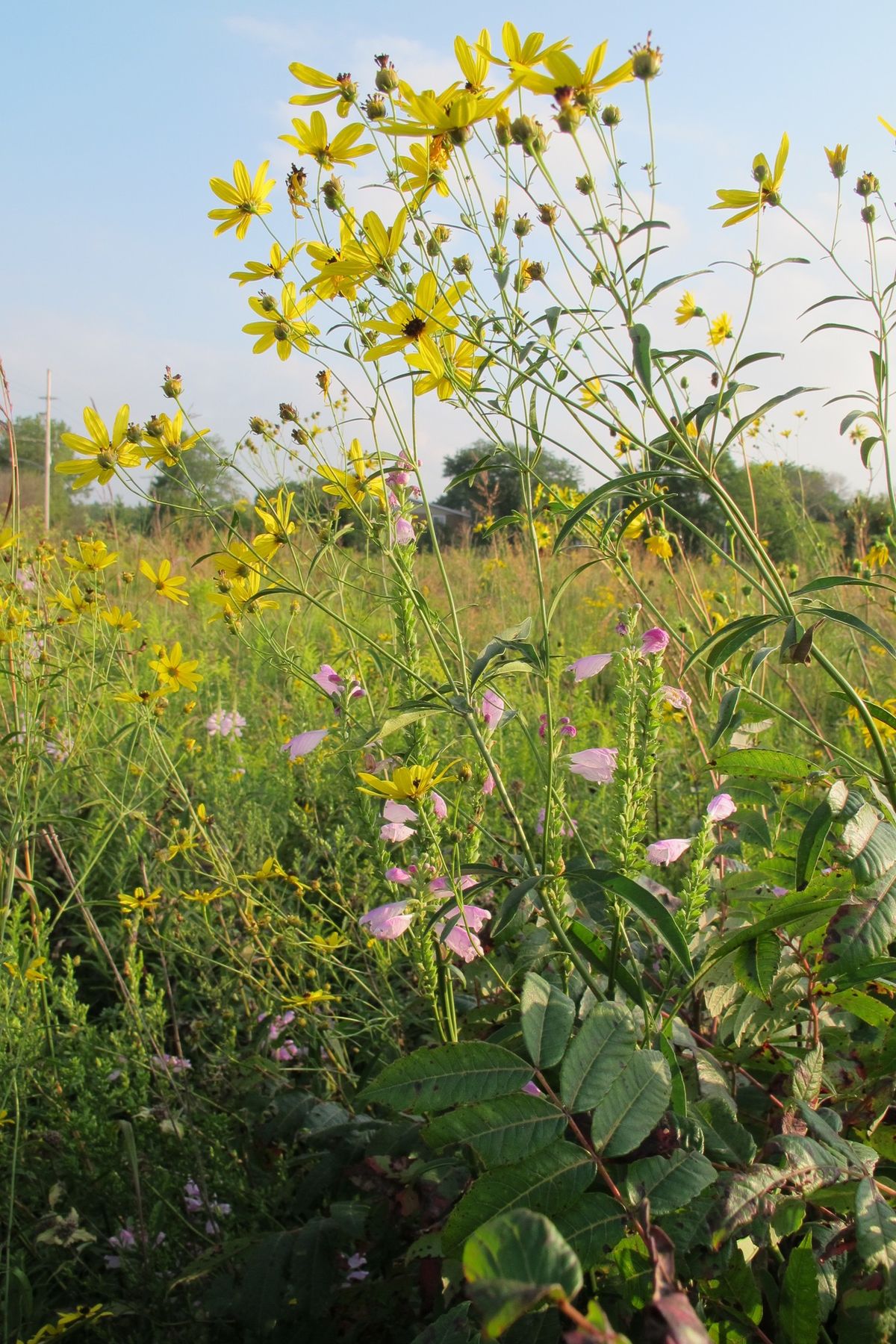 Family Nature Play Date - Mindfulness in Nature @ Cressmoor Prarie