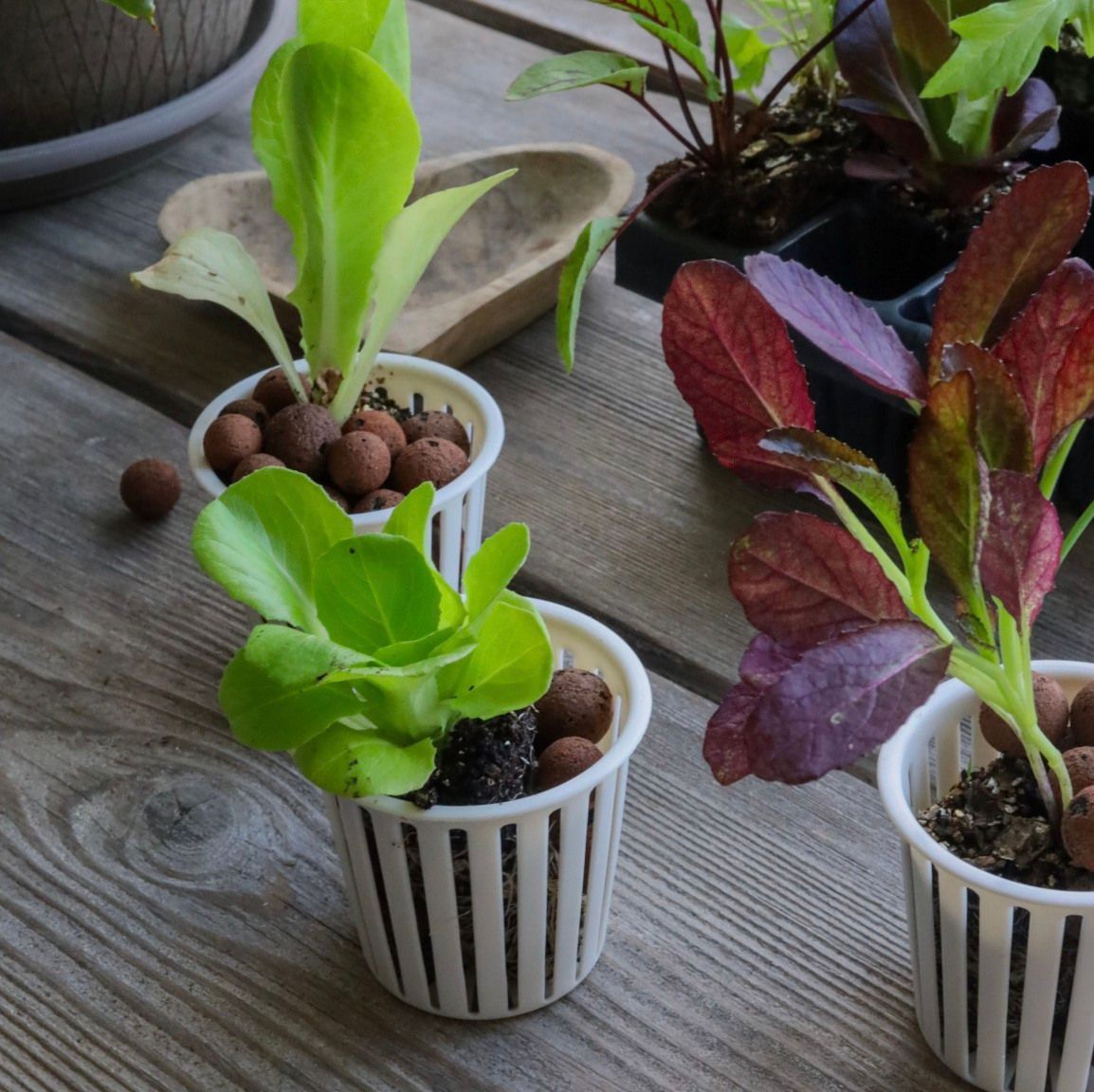 Hydroponic Plant Growing 2.0