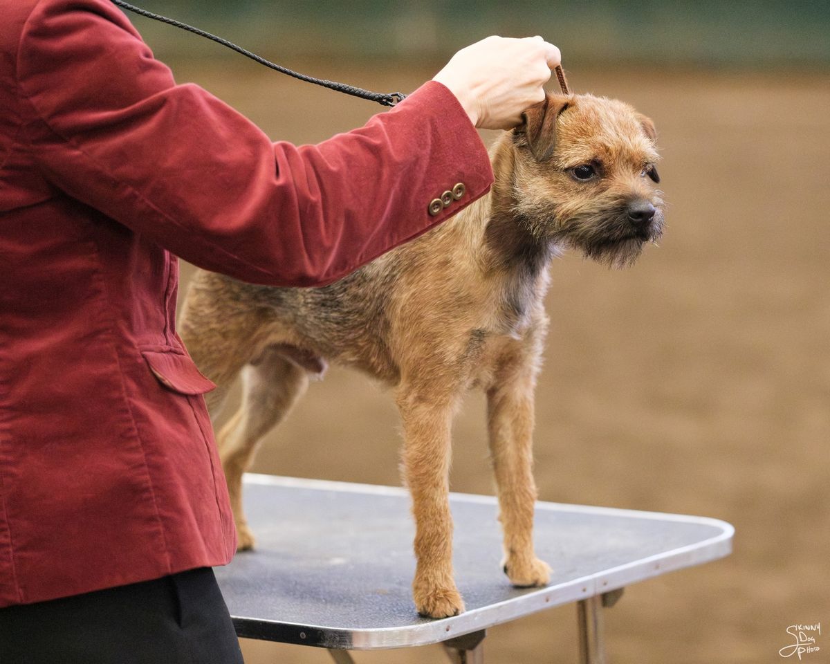 IABCA's 2025 Lone Star Spring Sieger Int'l All-Breed & Rare Breed DOG SHOW