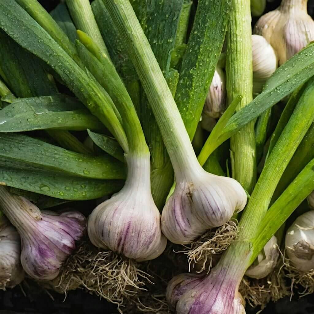 Garlic 101