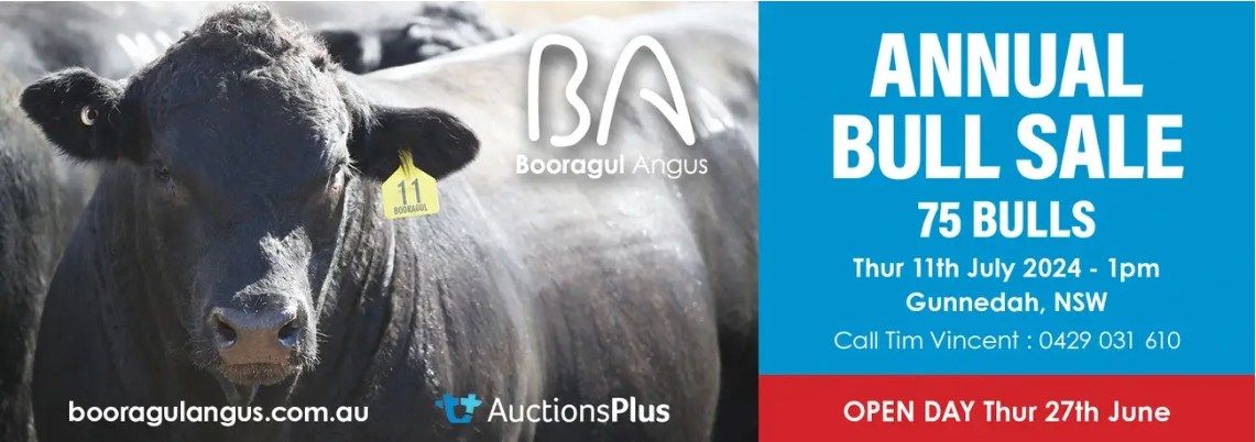 Booragul Angus Bull Sale 2024