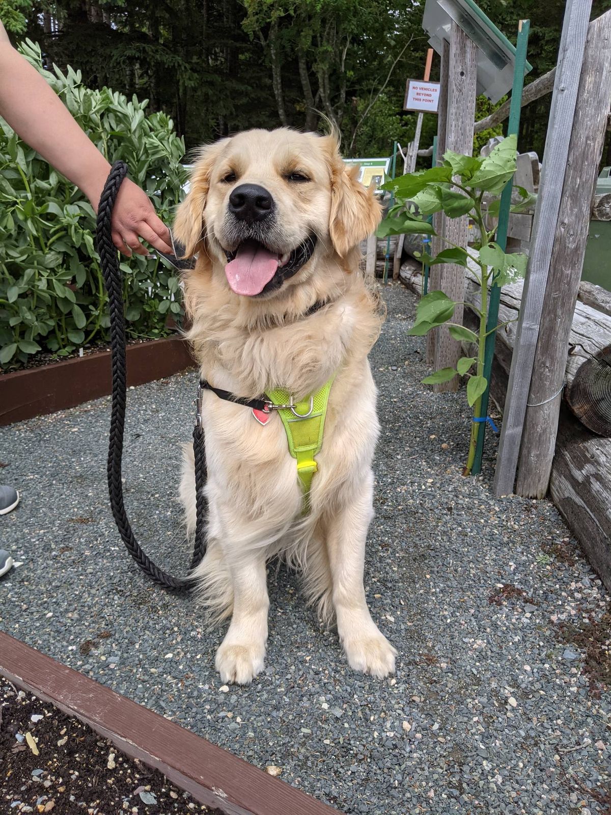 Dog Days at the Garden