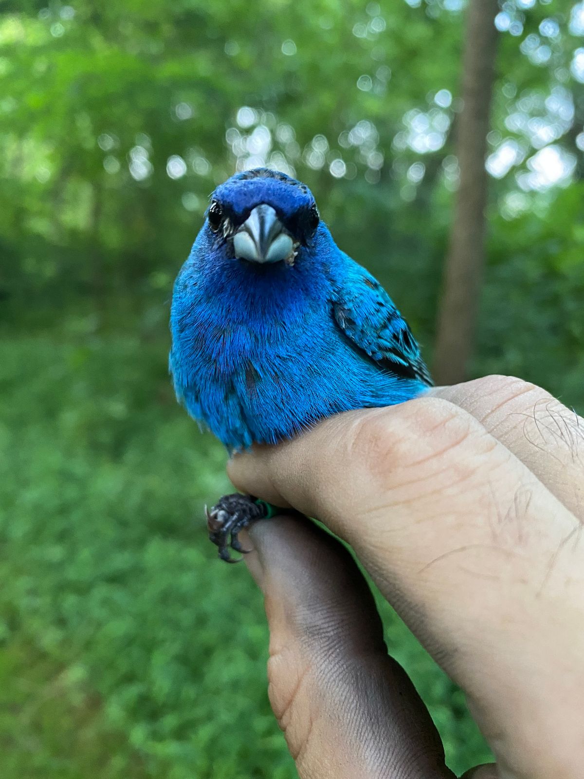 Bird Banding Public Demonstration, July