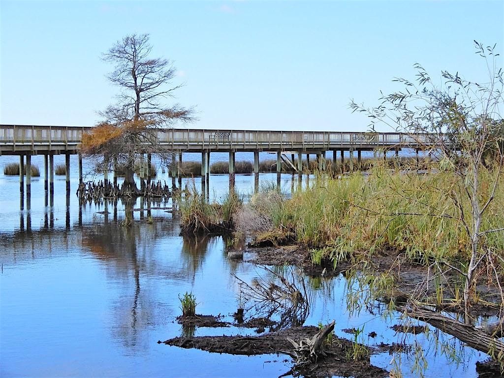 Coastal Wetland Ecology Presentation by Dr. Lori Sutter