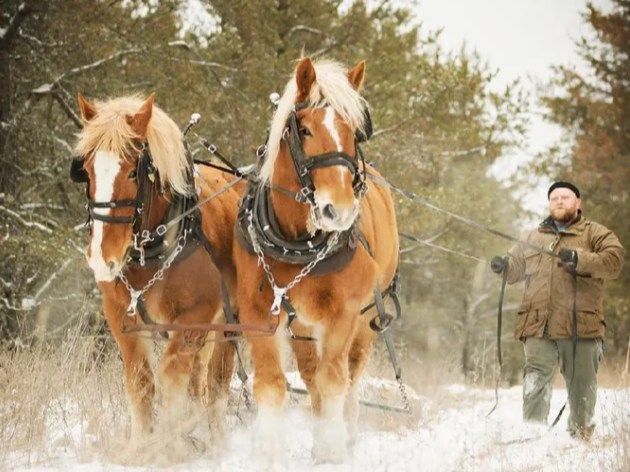 Soup Lunch: Logging with Horses