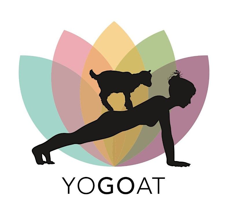 Goat Yoga at Aces