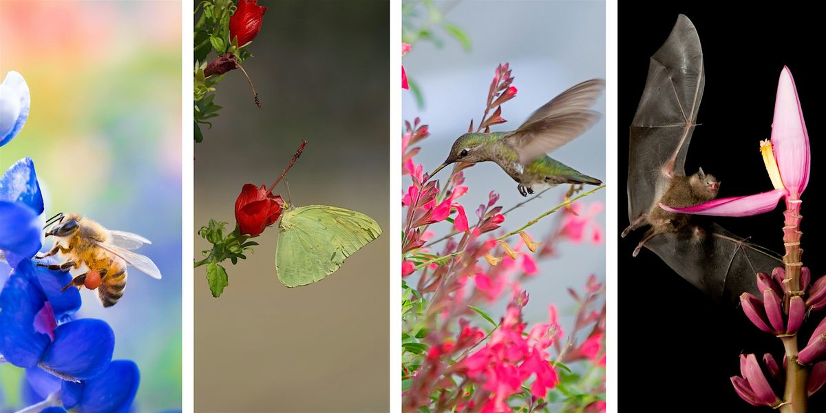 Series: 6 Months to a Certified Pollinator Garden