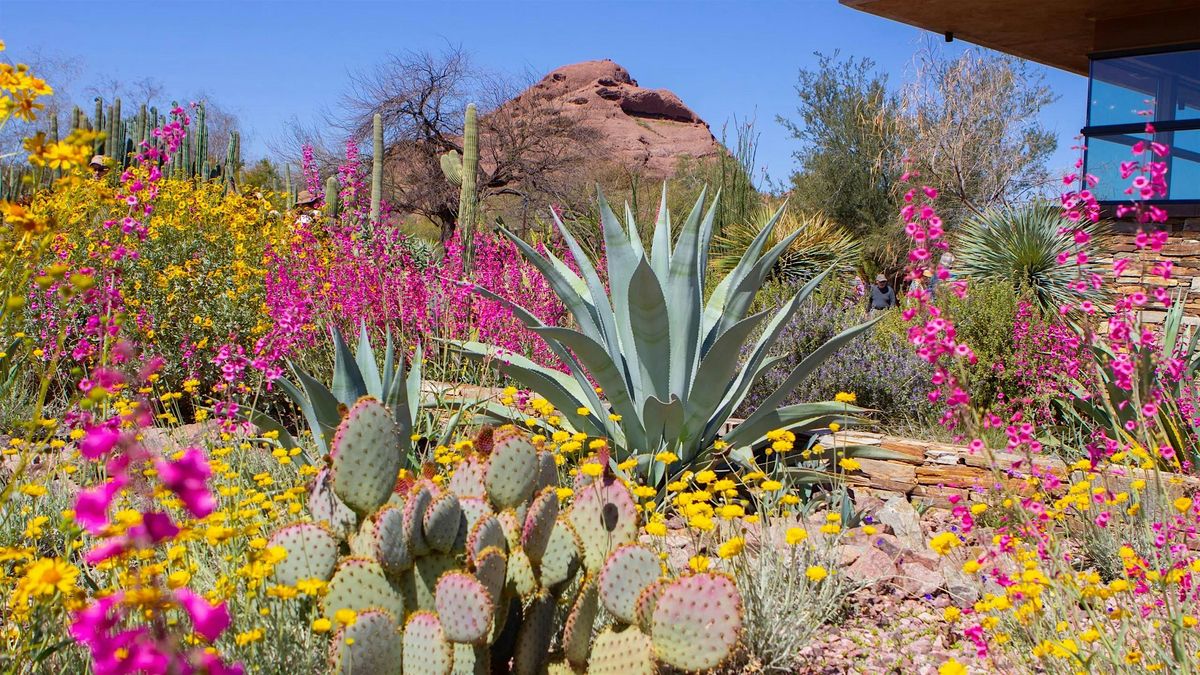 SPRING FLING - FRIENDS OF THE COURT AZ