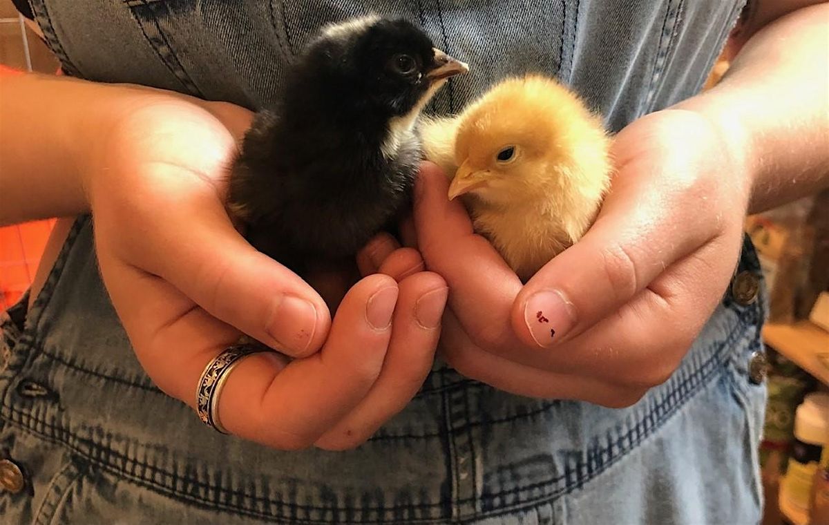 Backyard Chicken Basics Class Online -October 18