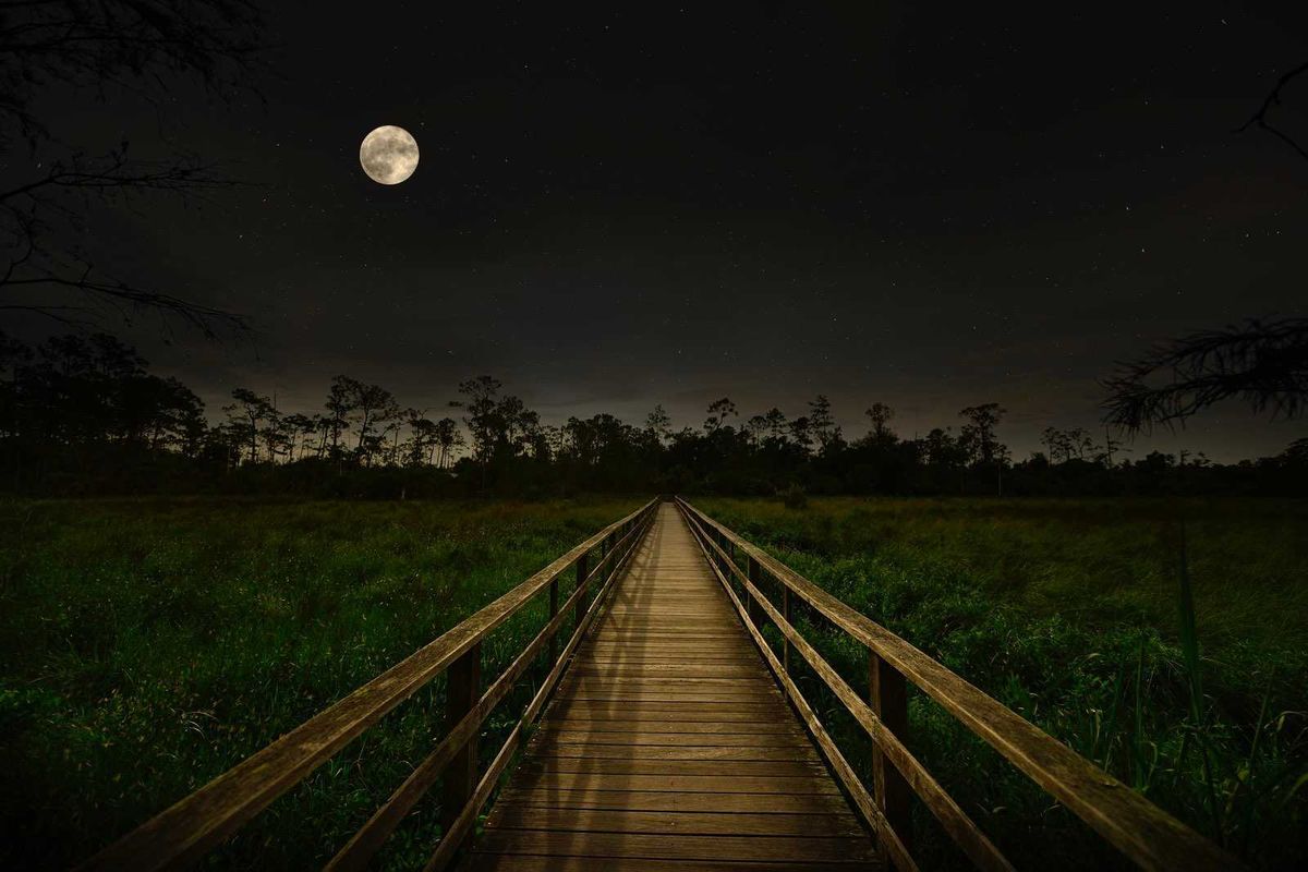 Moonlight on the Boardwalk