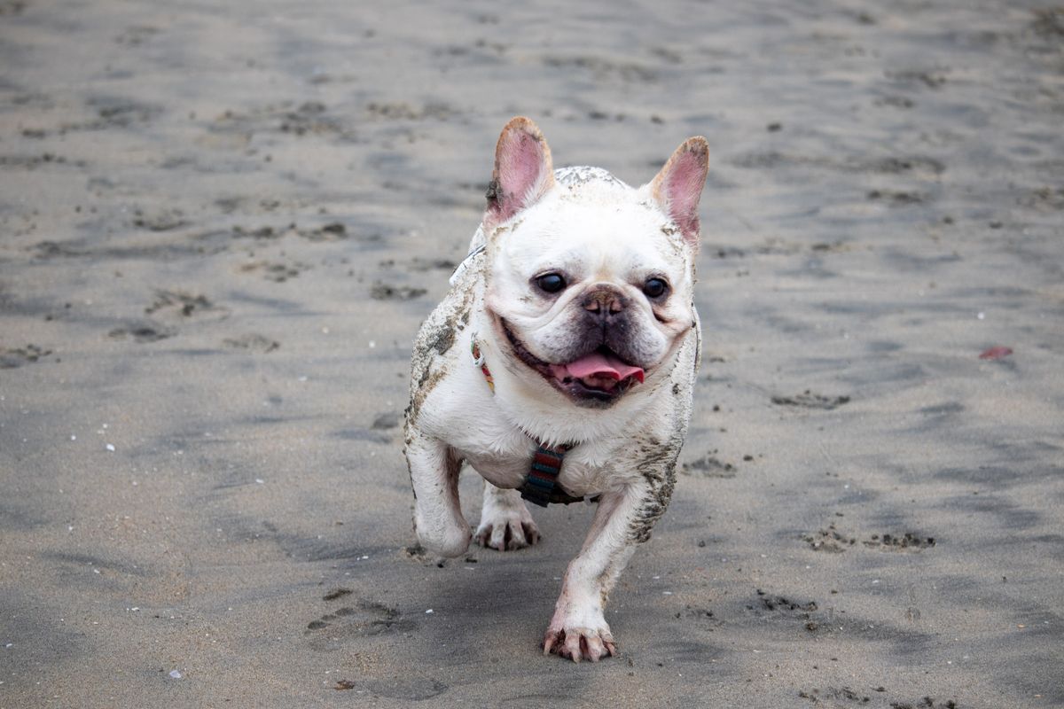 Frenchie Meetup with the French Beachdogs!