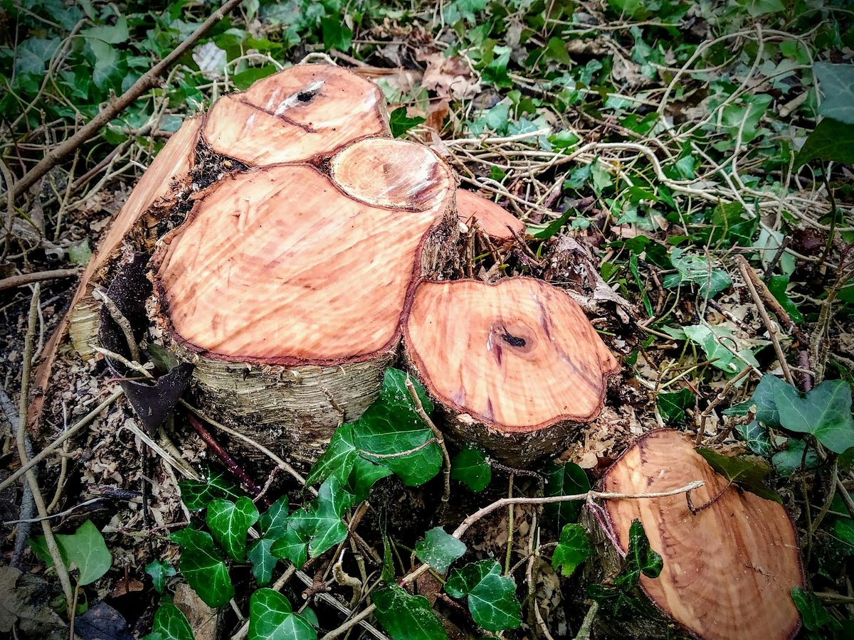 Green Thursday Castlefield Coppice and Cuppa Session