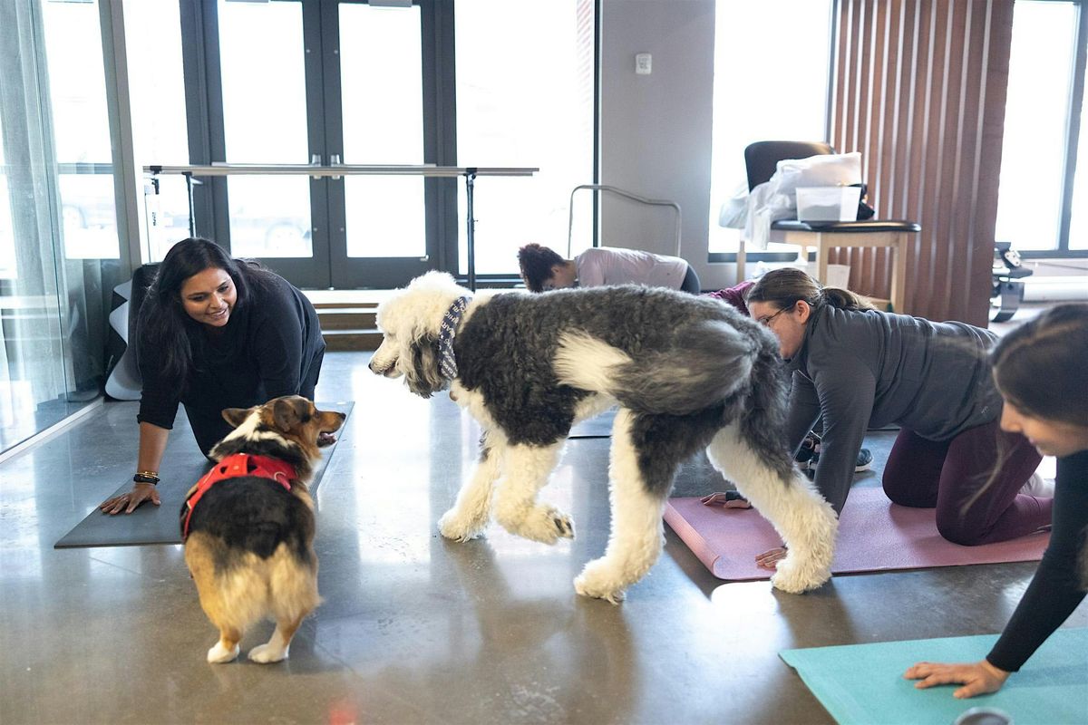 Dog Yoga at Back to Life Physical Therapy