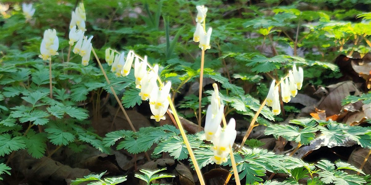 Guided Wildflower Hike - Willie Duke's Bluff