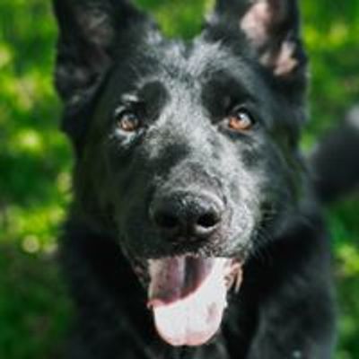 Big Cypress German Shepherd Rescue