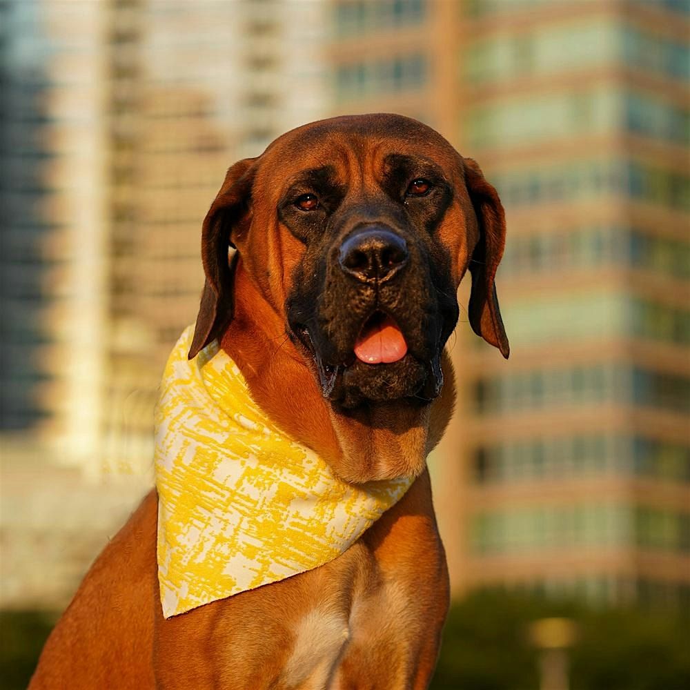 Petco Turtle Bay Adoption Event