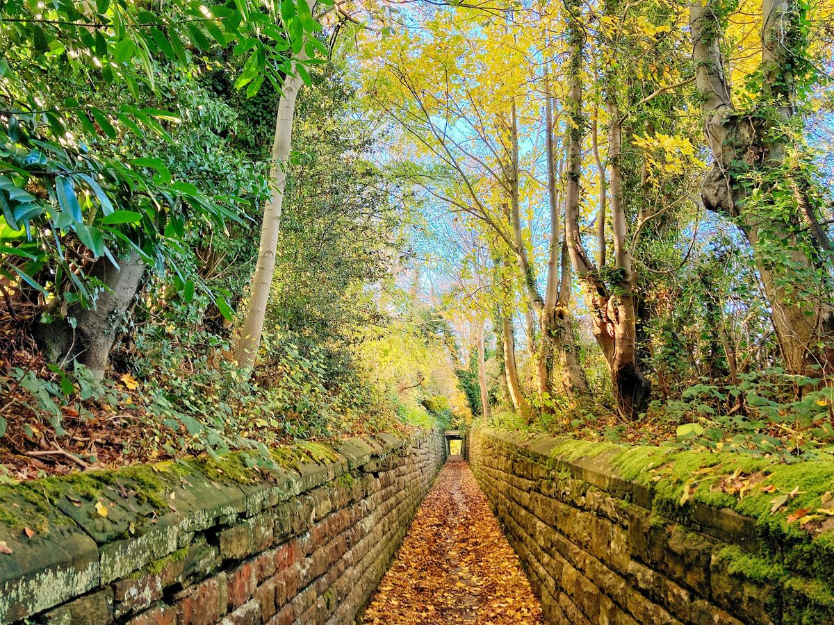 Walk Tonbridge Club -  Somerhill and Postern Lane circular