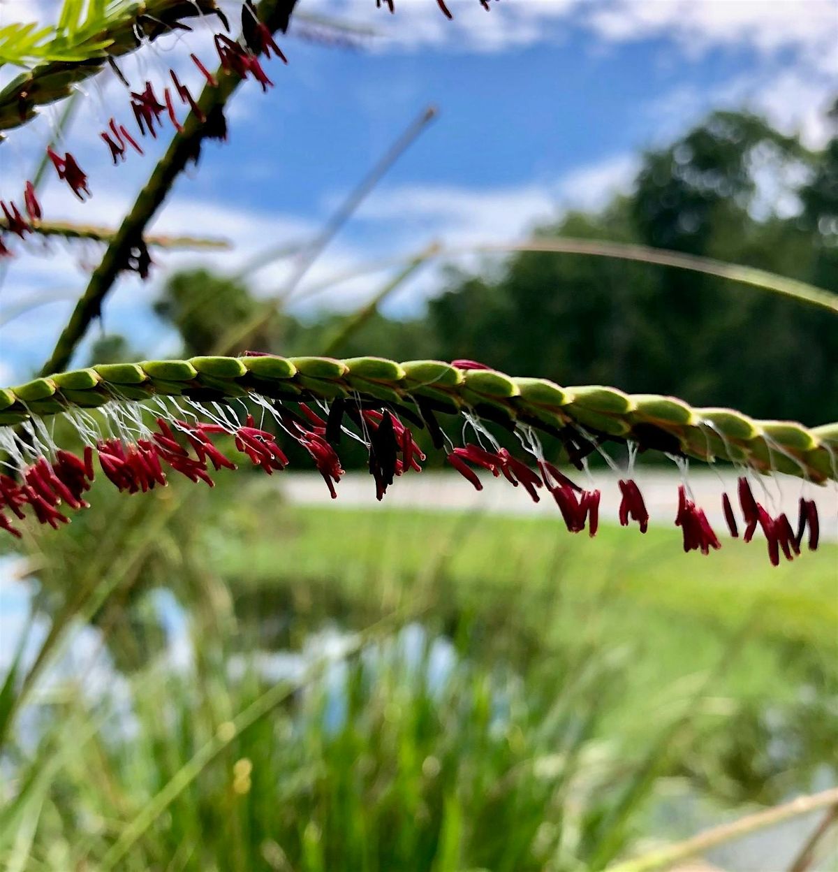 Back to Nature Saturday: Garden Tour & Volunteer Invasive W**d Roundup