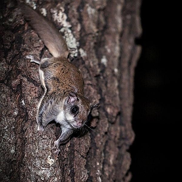 Nocturnal Wildlife Walk