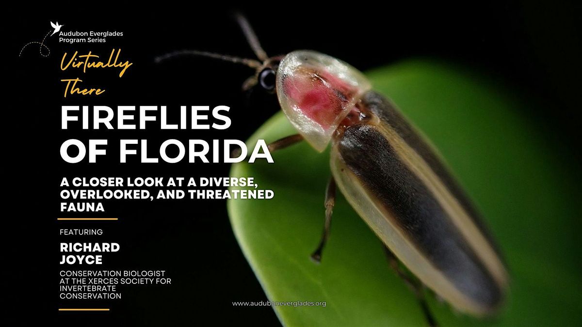 Fireflies of Florida