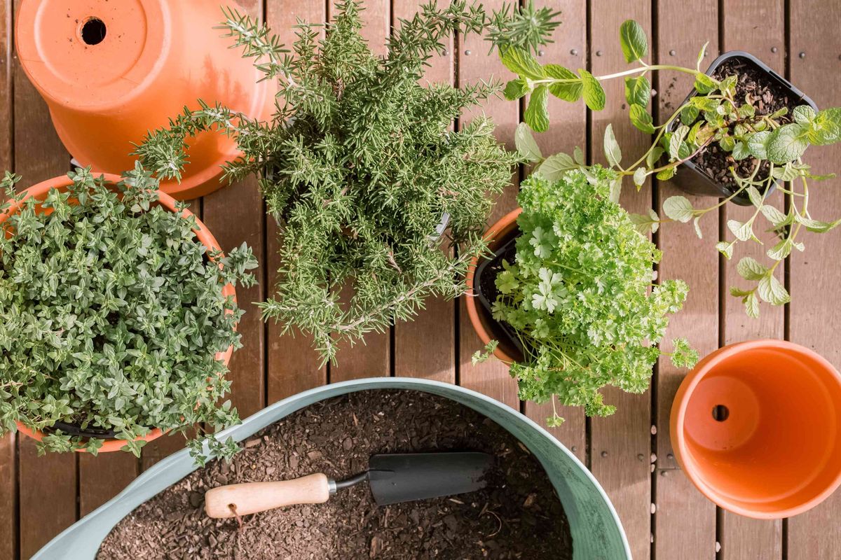 Herb Planting with our Hedge Witch