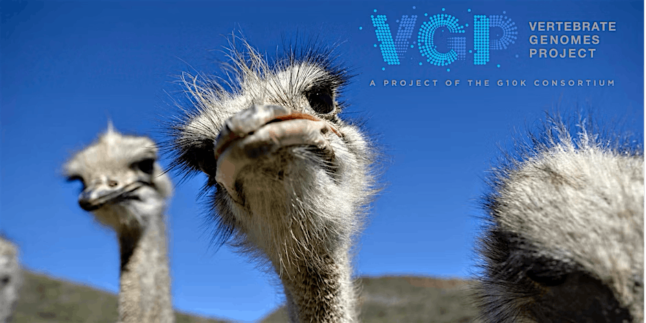 Vertebrate Genomes Project (VGP) In-Person Conference 2025