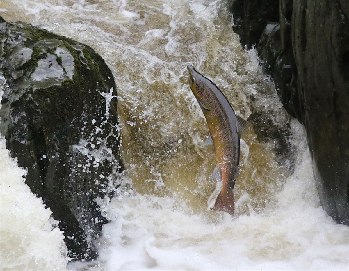 Salmon illustrated talk and guided walk