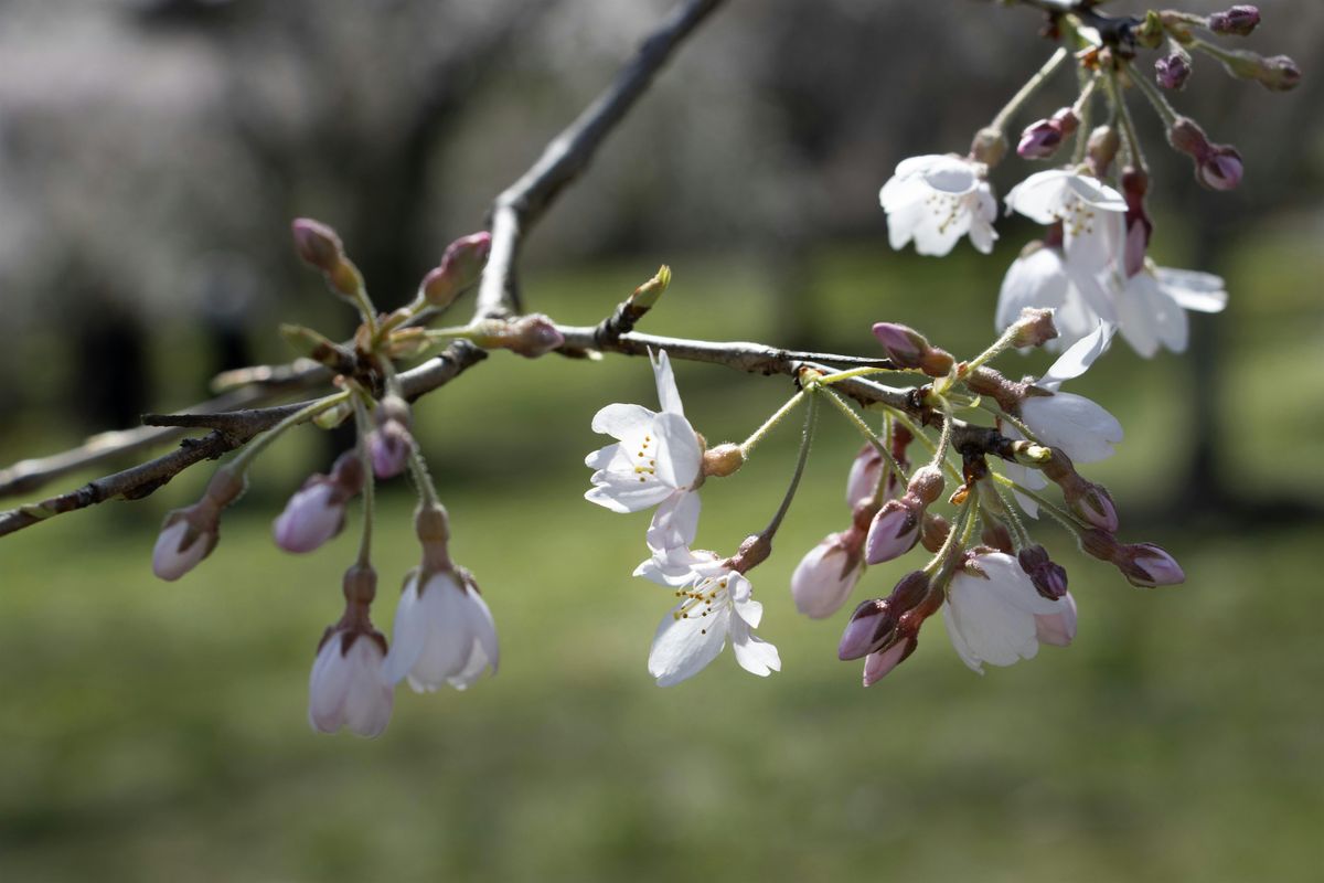 Cherry Blossom Photography Minis - Ault Park Cincinnati