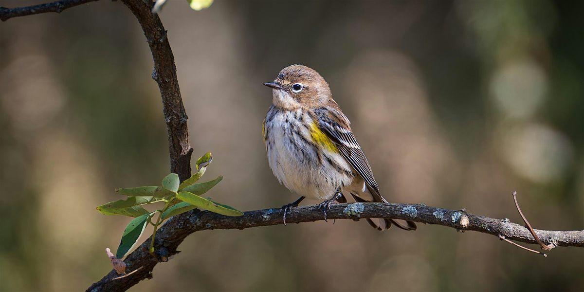 Introduction to Birding