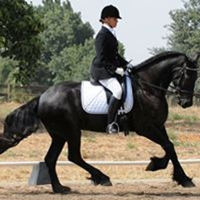 Vineyard Oak Dressage Training