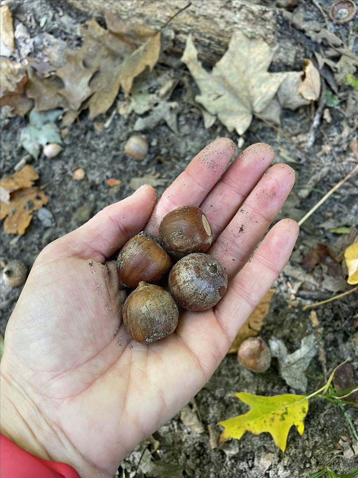 Wild Edible Plants of the Midwest