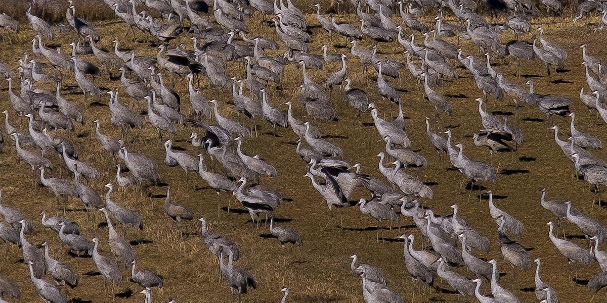 Sandhill Crane Expedition