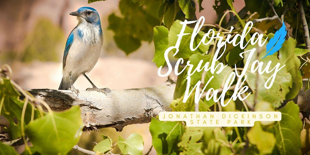 Florida Scrub Jay Walk