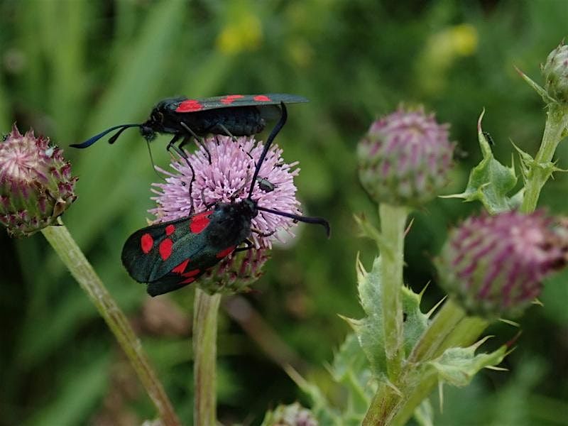 Lancashire Wildlife Recorders' Conference - 2024