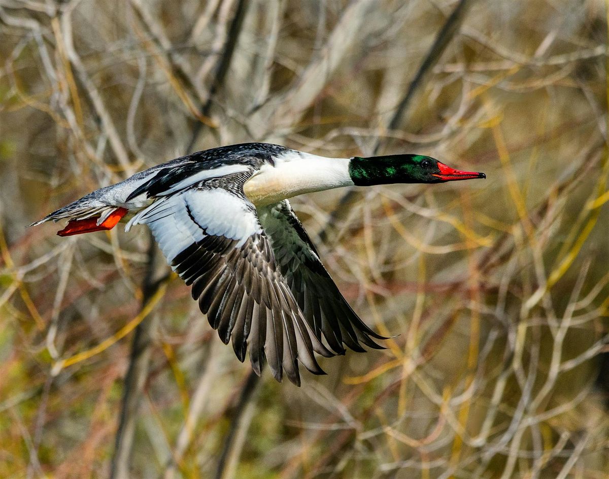 Bird Photography at Kathern Albertson Park