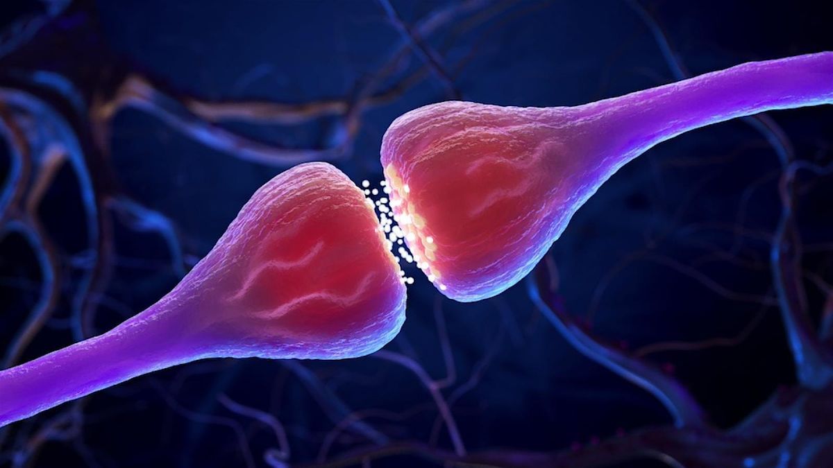 Lost in Translation? Why Brain Cells Stop Communicating in Dementia