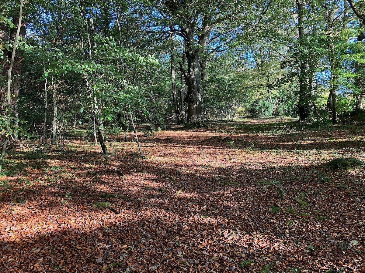 Forestpathways CIC Spring Forest School programme