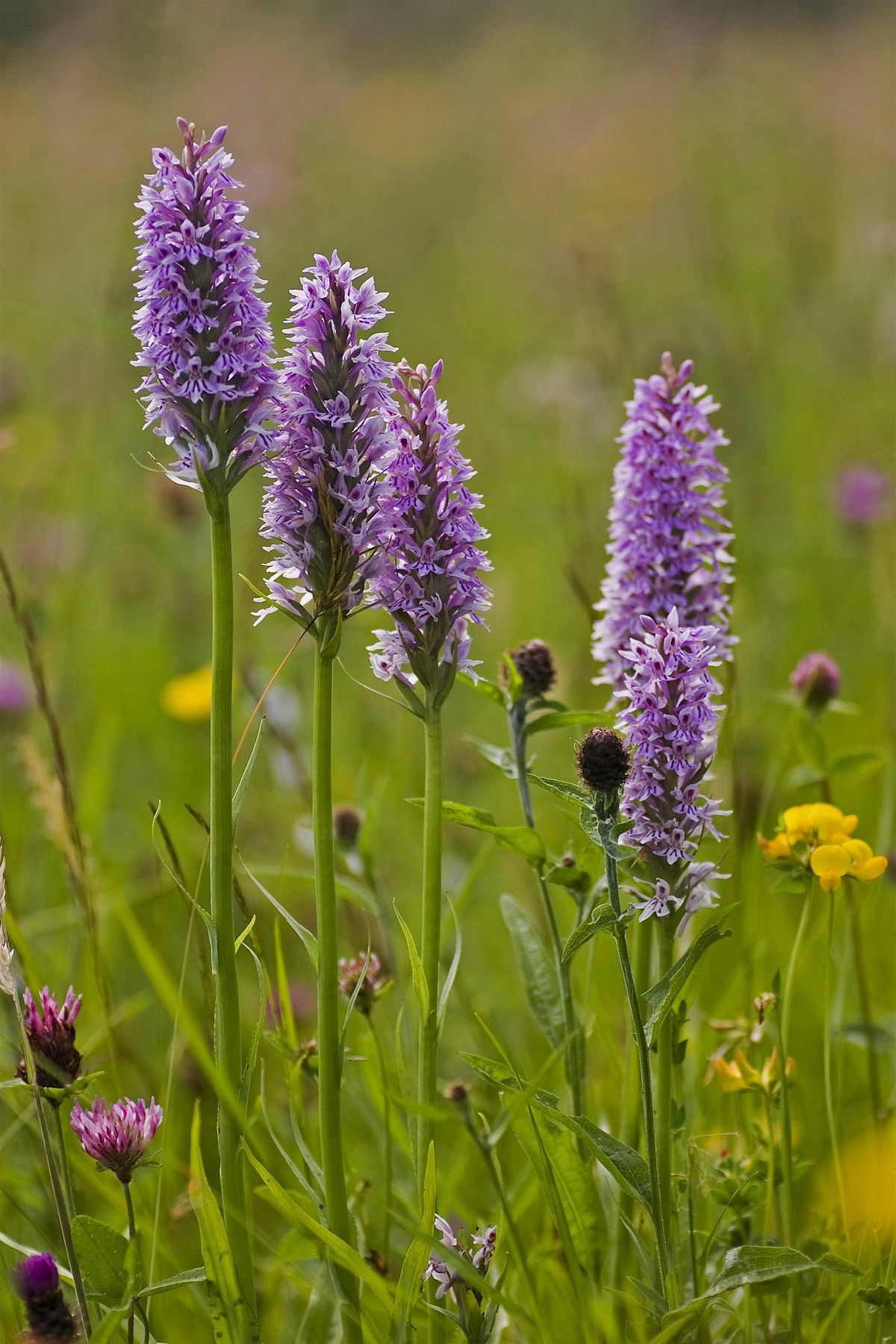 Introduction to Wildflowers with Matt Jackson