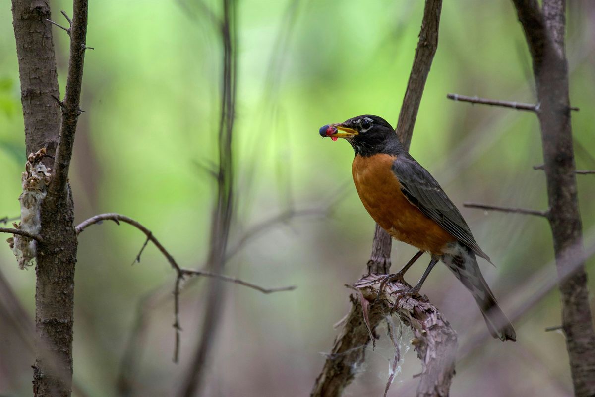 Birding at Burden March 2025