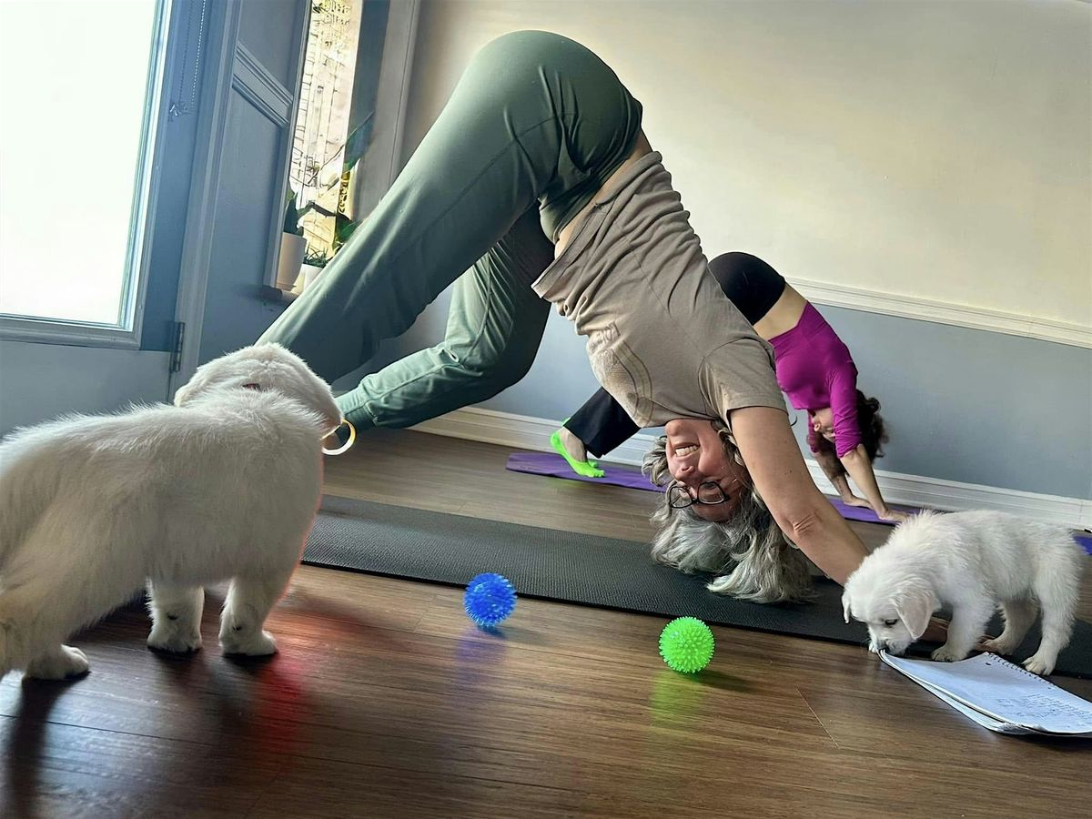 Puppy Yoga: Zen with Shepherd Friends (4pm event)
