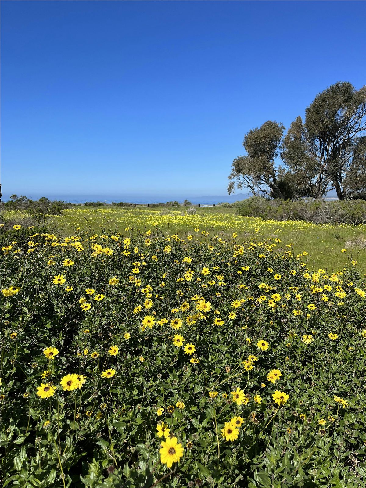 Tour of Coal Oil Point Reserve