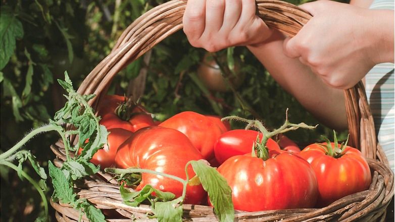 Tomato Growing Success Workshop