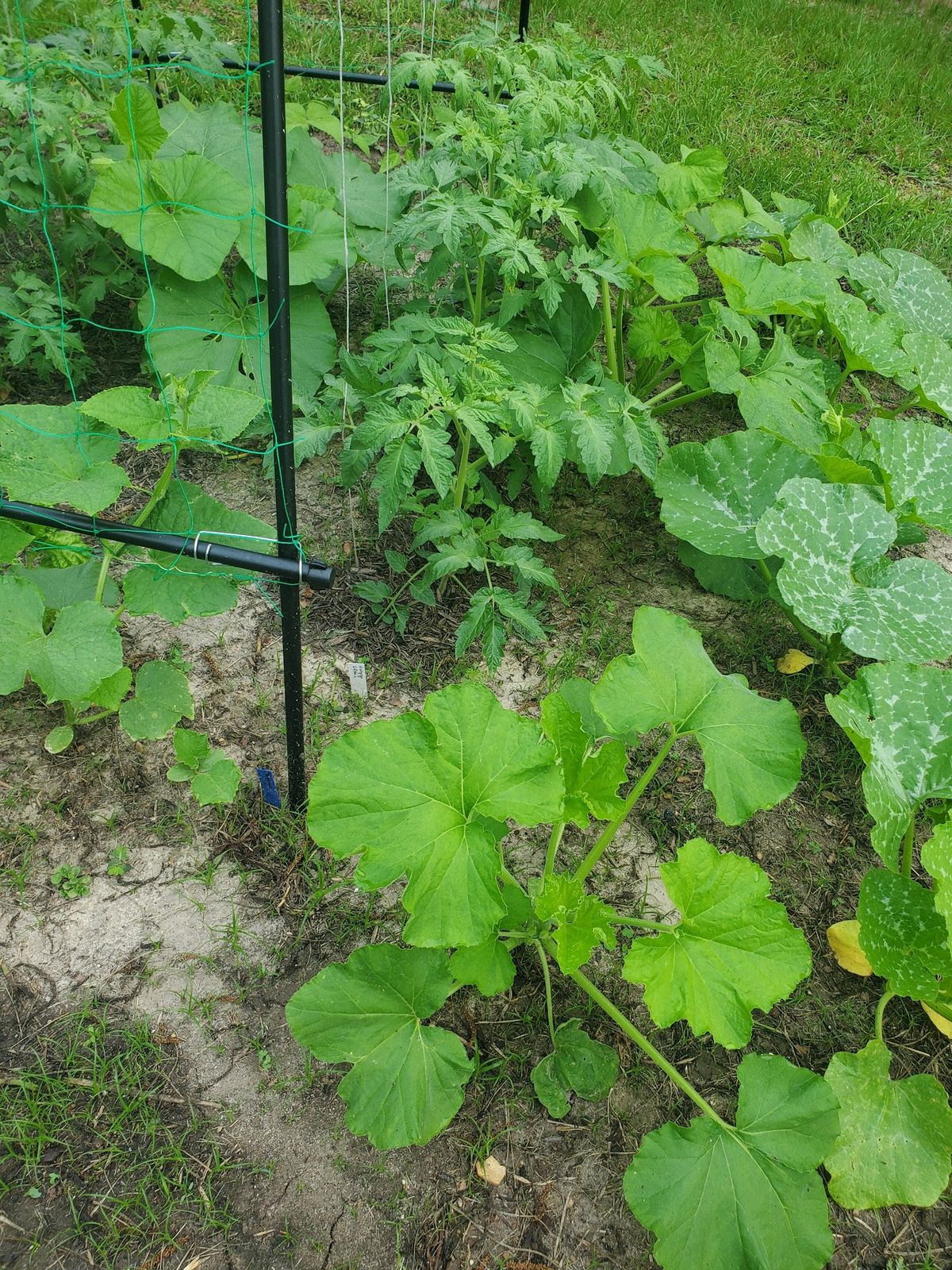 July Plant Swap July 13th!