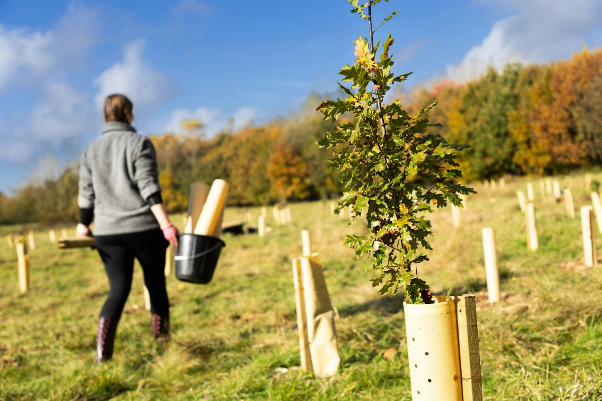 Citizen Forester Tree Planting at Lees Brook Nature Park, Oldham