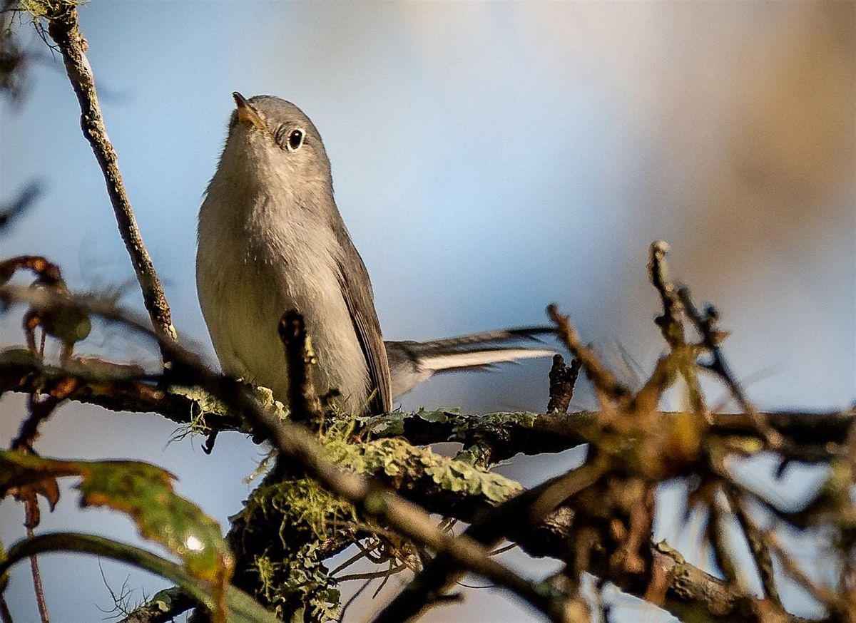 Sunday Bird Hike